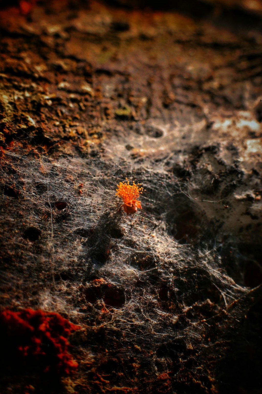 a seed sprouting in nowhere